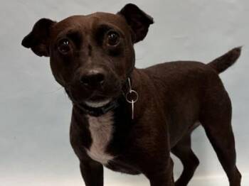 Demi -  Terrier and Mixed Breed Dog for Adoption in Golden Valley, Minnesota - Demi | PetCurious