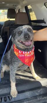 Buck -  Australian Cattle Dog Blue Heeler Dog for Adoption in Sonora, California - Buck | PetCurious