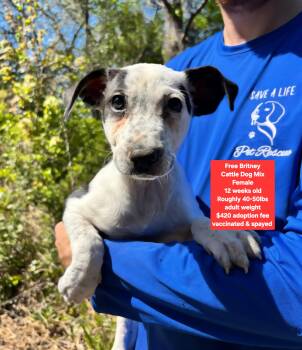 Cattle Dog Dogs Available for Adoption - Free Britney | PetCurious