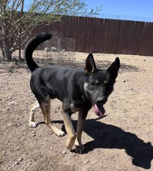 Hudson -  German Shepherd Dog and Cattle Dog Dog for Adoption in Incline Village, Nevada - Hudson | PetCurious