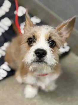 BUGGS -  Terrier Dog for Adoption in Las Vegas, Nevada - BUGGS | PetCurious