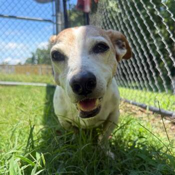 (Hold)(Found) Forest -  Beagle and Mixed Breed Dog for Adoption in Cabot, Arkansas - (Hold)(Found) Forest | PetCurious