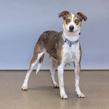 Harper -  Australian Shepherd and Mixed Breed Dog for Adoption in Council Bluffs, Iowa - Harper | PetCurious