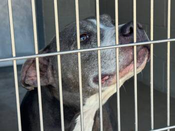 Belle -  American Staffordshire Terrier Dog for Adoption in Kingman, Arizona - Belle | PetCurious