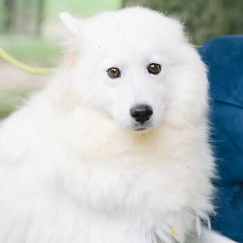 Fee Owneous -  Samoyed Dog for Adoption in Zionsville, Indiana - Fee Owneous | PetCurious