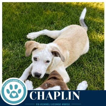 Chaplin (Silent Film Stars) 082226 -  Labrador Retriever Dog for Adoption in Kimberton, Pennsylvania - Chaplin (Silent Film Stars) 082226 | PetCurious