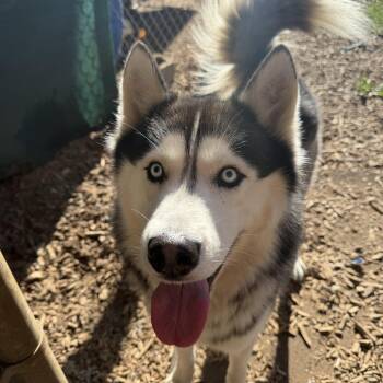 Oso -  Husky Dog for Adoption in Hood River, Oregon - Oso | PetCurious