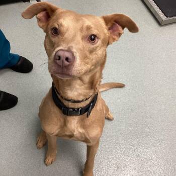 Retriever Dogs Available for Adoption - Kai | PetCurious