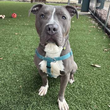 Pit Bull Terrier Dogs Available for Adoption - Koala | PetCurious