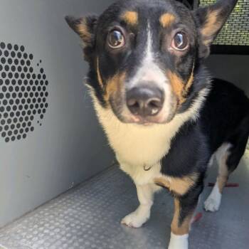Boston -  Corgi Dog for Adoption in St. Louis, Missouri - Boston | PetCurious