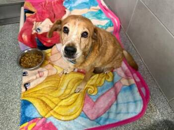 GOLDIE -  Golden Retriever and Mixed Breed Dog for Adoption in Rowlett, Texas - GOLDIE | PetCurious
