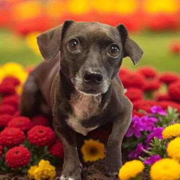 Koda -  Chihuahua and Dachshund Dog for Adoption in Horn Lake, Mississippi - Koda | PetCurious