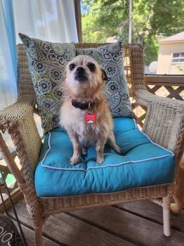 PEANUT -  Chihuahua and Terrier Dog for Adoption in Southaven, Mississippi - PEANUT | PetCurious