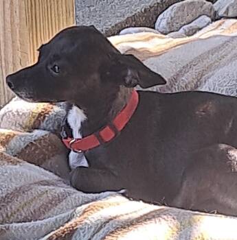 Penelope -  Chihuahua Dog for Adoption in Maineville, Ohio - Penelope | PetCurious