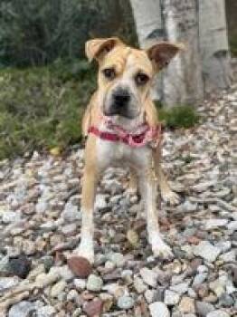 Leah -  Shar Pei and Chihuahua Dog for Adoption in Eagle, Colorado - Leah | PetCurious