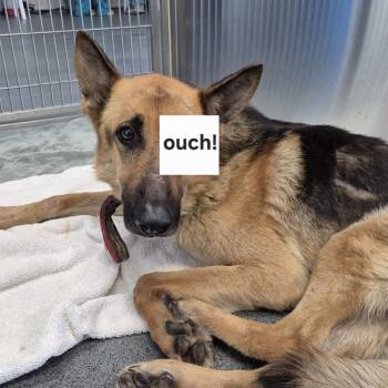 Mike Wazowski -  German Shepherd Dog and Mixed Breed Dog for Adoption in Montgomery, Alabama - Mike Wazowski | PetCurious