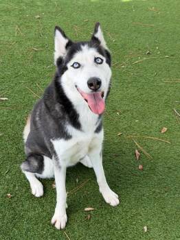 VIXEN -  Siberian Husky Dog for Adoption in Fort Myers, Florida - VIXEN | PetCurious