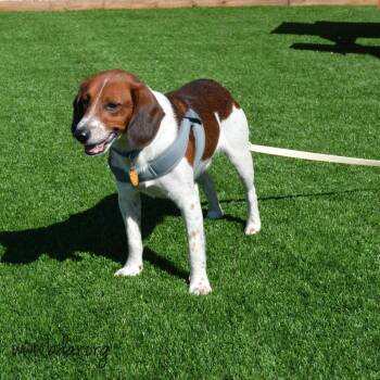 Archie -  Beagle and Mixed Breed Dog for Adoption in Cheyenne, Wyoming - Archie | PetCurious