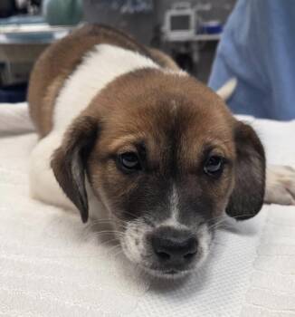 Rescue Labrador Retriever Dogs for Adoption in Parma, Ohio - Poppy | PetCurious