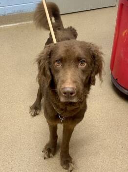 Rescue Mixed Breed Dogs for Adoption in Chamblee, Georgia - Berkley | PetCurious