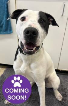 American Bulldog and Mixed Breed Dogs Available for Adoption in Erin, Ontario - Eros | PetCurious