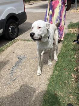 JOJO -  Mixed Breed Dog for Adoption in Dallas, Texas - JOJO | PetCurious