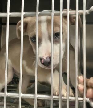 Comet -  Black Labrador Retriever Dog for Adoption in Parma, Ohio - Comet | PetCurious