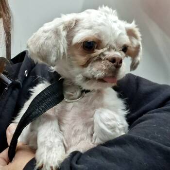 Rescue Shih Tzu Dogs for Adoption in Broken Arrow, Oklahoma - Amstel | PetCurious