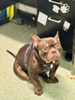 Pit Bull Terrier and American Staffordshire Terrier Dogs Available for Adoption - Gizmo  | PetCurious