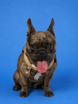 SHELBY -  French Bulldog Dog for Adoption in Doral, Florida - SHELBY | PetCurious