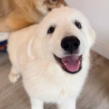 Archie -  Great Pyrenees and None Dog for Adoption in Green Bay, Wisconsin - Archie | PetCurious