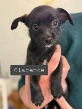 Rescue Terrier and Chihuahua Dogs for Adoption in Lafayette, California - Clarence | PetCurious