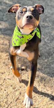 Rescue Pit Bull Terrier Dogs for Adoption in Great Bend, Kansas - Flower | PetCurious