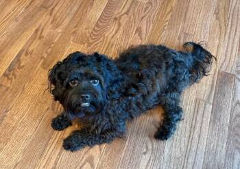 Male Small Dogs -  Havanese Dog for Adoption in Catlettsburg, Kentucky - Male Small Dogs | PetCurious