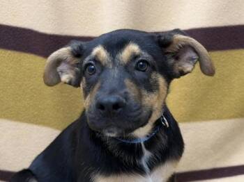 Kit -  Shepherd and Mixed Breed Dog for Adoption in Portland, Oregon - Kit | PetCurious