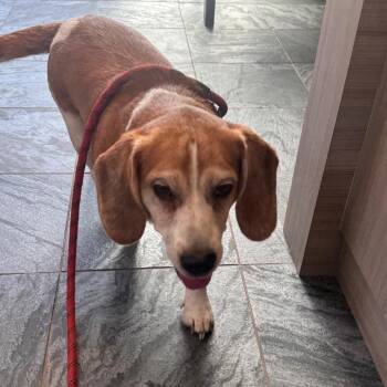 Woody -  Beagle Dog for Adoption in Clearwater, Florida - Woody | PetCurious