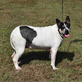 Rescue Mixed Breed Dogs for Adoption in Searcy, Arkansas - Tubby | PetCurious