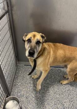 King -  Anatolian Shepherd Dog for Adoption in Angola, Indiana - King | PetCurious