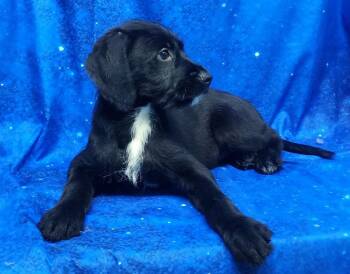 Labrador Retriever Dogs Available for Adoption - 260278  Daisy | PetCurious