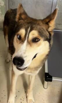 Blue -  Husky and Mixed Breed Dog for Adoption in Conway, South Carolina - Blue | PetCurious