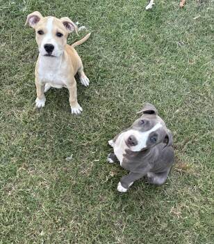 Rescue American Staffordshire Terrier Dogs for Adoption in Dallas, Texas - Wave | PetCurious