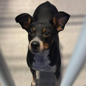 Pickle KCAC #766.26 -  Mixed Breed and Miniature Pinscher Dog for Adoption in Kerrville, Texas - Pickle KCAC #766.26 | PetCurious