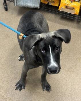 Rescue Mixed Breed Dogs for Adoption in Atlanta, Georgia - Raul | PetCurious