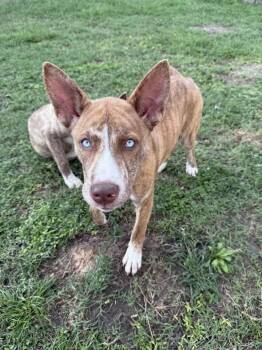 Rescue Husky and Hound Dogs for Adoption in Mount Holly, New Jersey - Ariano | PetCurious