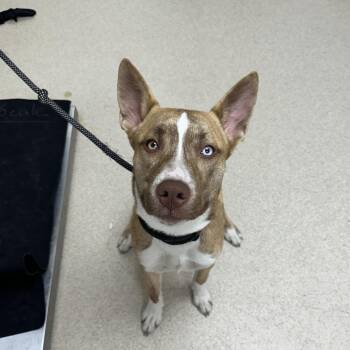 Betsy -  Husky and Mixed Breed Dog for Adoption in Evansville, Indiana - Betsy | PetCurious