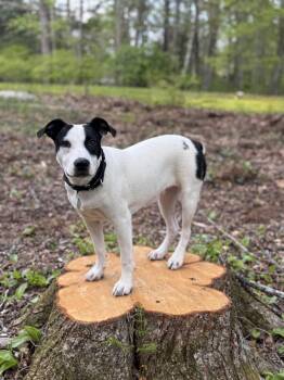 Terrier Dogs Available for Adoption in New York, New York - Winnie  | PetCurious