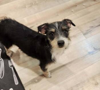 Terrier Dogs Available for Adoption - Peque | PetCurious