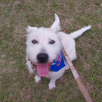 Wirehaired Terrier Dogs Available for Adoption in Cleveland, Texas - Micha | PetCurious