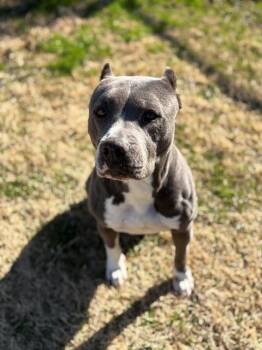 Pit Bull Terrier and Mixed Breed Dogs Available for Adoption in Forney, Texas - CANDY | PetCurious
