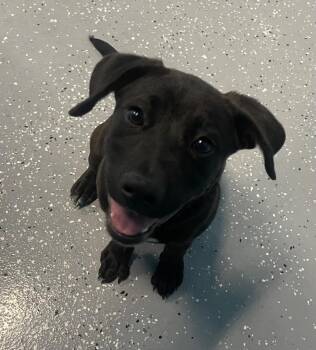 American Bulldog and German Shepherd Dog Dogs Available for Adoption in Kemp, Texas - Pepper | PetCurious